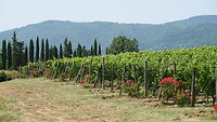 Wijngaard in Toscane