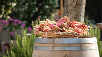 Tenuta Il Palagio