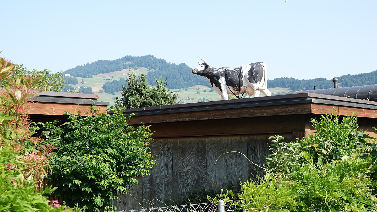 Koebeest