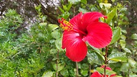 Inghirios - Volop bloemen