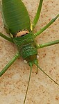 Onverwacht beest