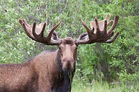 eland