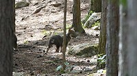 jonge wolf