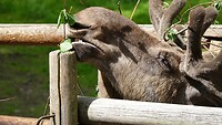 eland kalf
