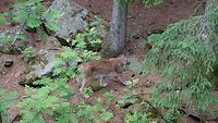 lynx