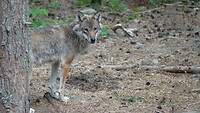wolf