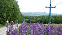 Koldemoåsen.