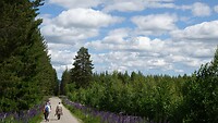 Koldemoåsen.