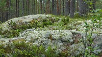 begroeide rotsen