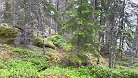 Skämningsöns naturreservat