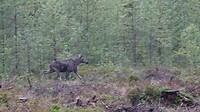 eland !