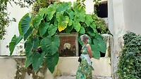 Giardino della Minerva