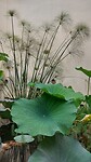 Giardino della Minerva