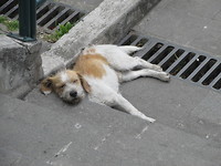 Zwerfhond