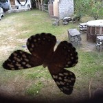 Vlinder op ons raam