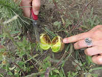 Naranquila