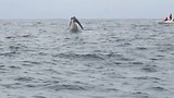 Walvis!