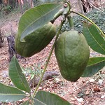 Chestnut