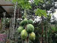 Papaya's