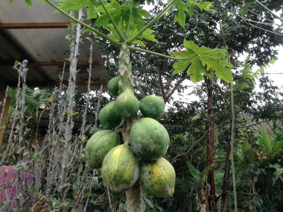Papaya's