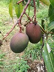Mango's