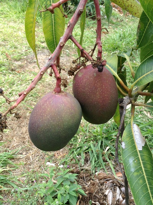 Mango's