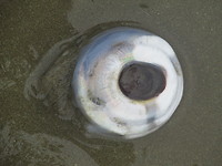 Achtergrbleven haaienoog
