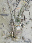 Kreeft