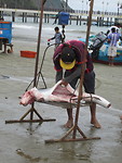 97,1 kilo