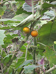 naranja's