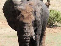 Breakfast with the Elephants