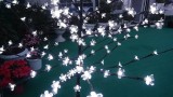 2015-12-24-SP-Boln-Kerst-07872