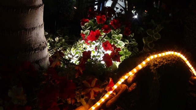 2015-12-31-047-64-SP-Boln-Oudjaar-bloemen