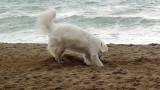 2016-01-02-049-72-SP-Boln-hond