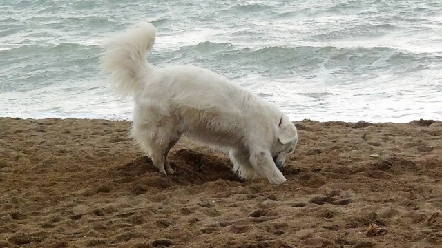 2016-01-02-049-72-SP-Boln-hond