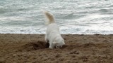 2016-01-02-049-76-SP-Boln-hond