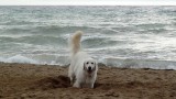 2016-01-02-049-80-SP-Boln-hond