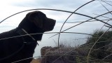 2016-01-03-zo-050-390-SP-Boln-bez-Maria-grote-hond
