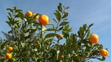2016-01-13-wo-060-44-SP-Boln-Likeurfabriek-
