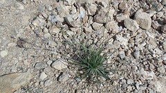 2016-01-22-vr-069-41-SP-Boln-Wand-ld-kust