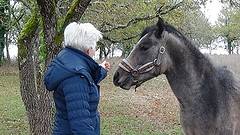 2016-11-06-16-FR-Payrac-Beth-m-Paard