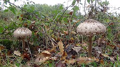 2016-11-06-48-FR-Payrac-Paddestoelen