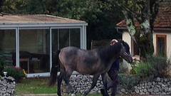 2016-11-06-88-FR-Payrac-Man-met-Paard