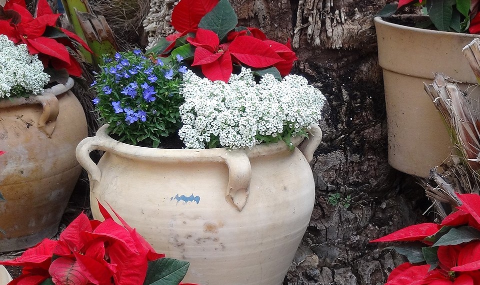 2016-11-20-906-SP-Boln-Bloemen-in-pot