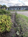 De beukenhaag geplant