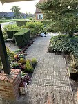 Buxus eruit of afgeknipt.