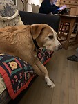 Humpie