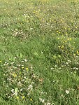 IMG_1285