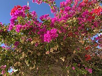 IMG_1890