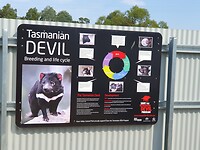 Opvang Tasmaanse Devils